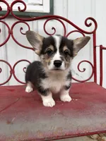 Dinah, a female Pembroke Welsh Corgi for sale in Carson City, MI – 4 of 4