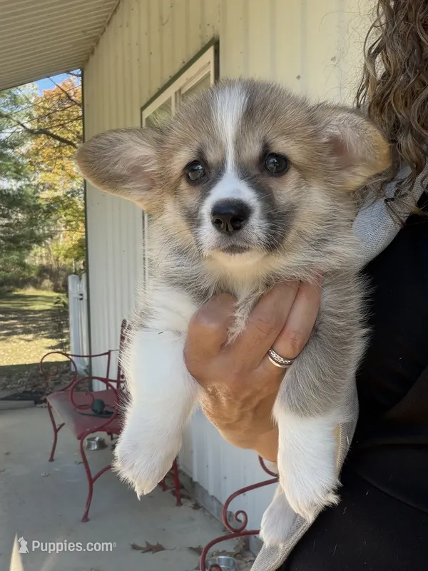 Lucy  – Pembroke Welsh Corgi puppy for sale in Carson City, MI