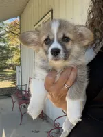 Lucy , a female Pembroke Welsh Corgi for sale in Carson City, MI – 1 of 1