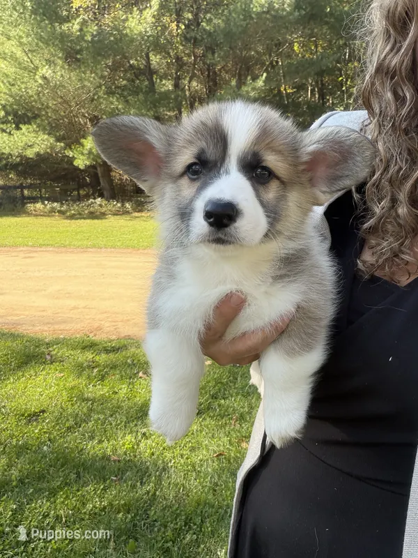 Charlie Brown – Pembroke Welsh Corgi puppy for sale in Carson City, MI