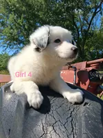 Border Heeler Puppies, a female Australian Cattle Dog and Border Collie for sale in Foley, MN – 3 of 4