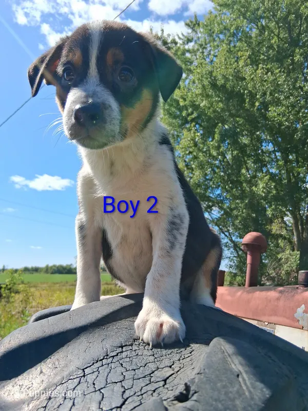 Border Heeler Puppies – Australian Cattle Dog, Border Collie puppy for sale in Foley, MN