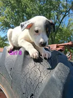 Border Heeler Puppies, a female Australian Cattle Dog and Border Collie for sale in Foley, MN – 2 of 4