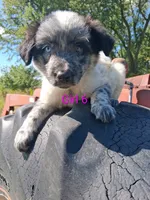 Border Heeler Puppies, a female Australian Cattle Dog and Border Collie for sale in Foley, MN – 4 of 4