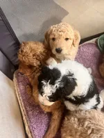 Puppies, a female Goldendoodle for sale in Newark, OH – Photo 5 of 5