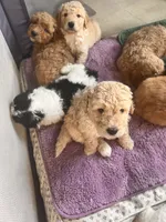 Puppies, a female Goldendoodle for sale in Newark, OH – Photo 3 of 5