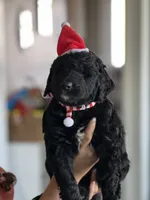 Puppies, a female Goldendoodle for sale in Newark, OH – Photo 2 of 5