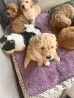 Puppies, a female Goldendoodle for sale in Newark, OH – Photo 4 of 5