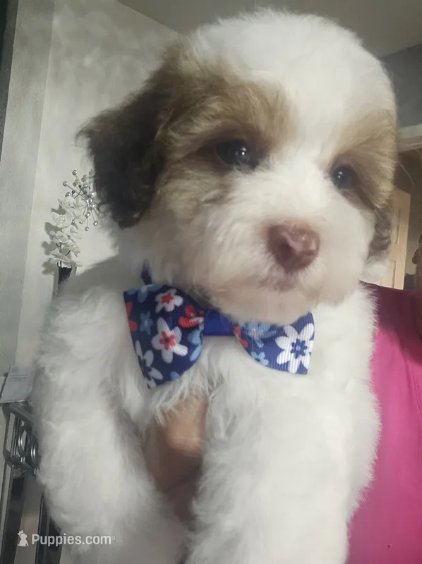 No name, a male Shihpoo and Shih Tzu for sale in Adelanto, CA – 1 of 10