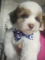 No name, a male Shihpoo and Shih Tzu for sale in Adelanto, CA – 1 of 10