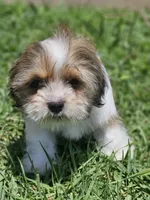 No name, a female Shih Tzu for sale in Adelanto, CA – 8 of 10
