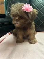 No name, a female Shihpoo for sale in Adelanto, CA – 3 of 10