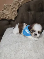 No name, a male Shih Tzu for sale in Adelanto, CA – 5 of 10