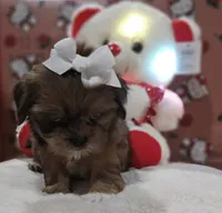 No name, a female Shih Tzu for sale in Adelanto, CA – 8 of 10