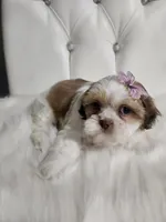 No name, a female Shih Tzu for sale in Adelanto, CA – 7 of 10