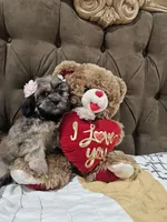 No name, a female Shihpoo and Poodle - Standard  for sale in Adelanto, CA – 10 of 10