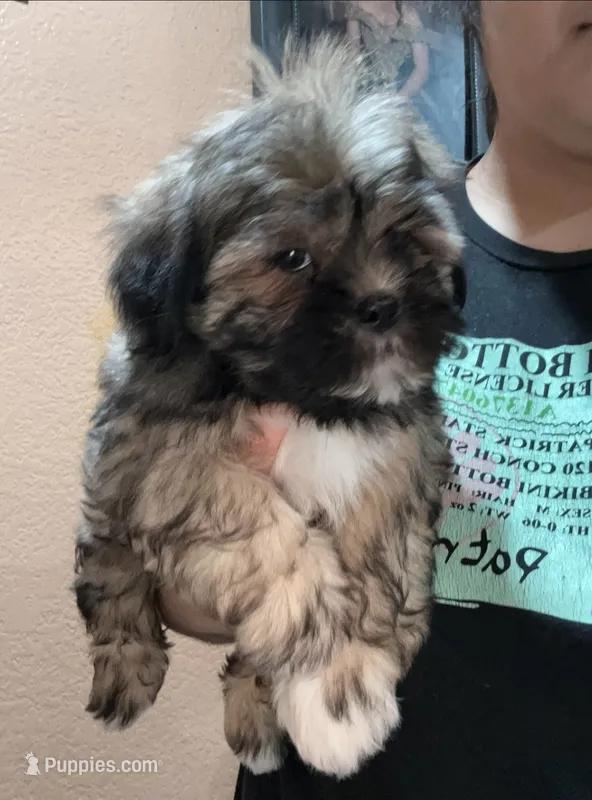 No name  – Shihpoo, Shih Tzu puppy for sale in Adelanto, CA