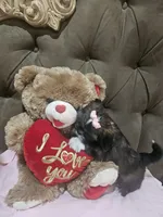 No name , a female Shih Tzu for sale in Adelanto, CA – 10 of 10