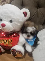 No name , a male Shih Tzu for sale in Adelanto, CA – 9 of 10