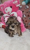 No name, a female Shih Tzu for sale in Adelanto, CA – 4 of 10