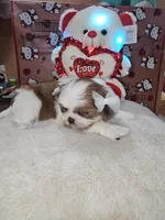 No name, a female Shih Tzu for sale in Adelanto, CA – 7 of 10