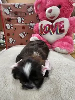 No name, a female Shih Tzu for sale in Adelanto, CA – 4 of 10