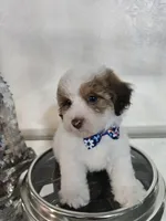 No name, a male Shihpoo and Shih Tzu for sale in Adelanto, CA – 6 of 10