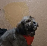 No name, a male Shihpoo for sale in Adelanto, CA – 6 of 10