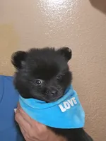 No name , a male Pomeranian for sale in Adelanto, CA – 3 of 6