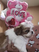 No name, a female Shih Tzu for sale in Adelanto, CA – 3 of 10