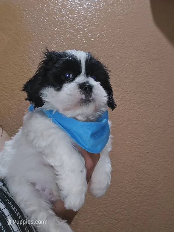 No name – Shih Tzu puppy for sale in Adelanto, CA