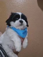 No name, a male Shih Tzu for sale in Adelanto, CA – 1 of 10