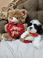 No name, a male Shihpoo for sale in Adelanto, CA – 10 of 10