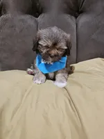 No name , a male Shihpoo and Shih Tzu for sale in Adelanto, CA – 10 of 10