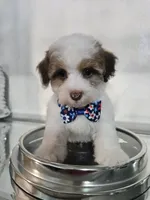 No name, a male Shihpoo and Shih Tzu for sale in Adelanto, CA – 7 of 10
