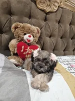 No name, a female Shihpoo and Poodle - Standard  for sale in Adelanto, CA – 6 of 10