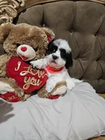 No name, a male Shihpoo for sale in Adelanto, CA – 1 of 10