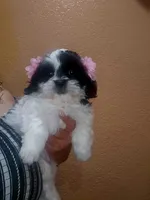 No name, a female Shih Tzu for sale in Adelanto, CA – 3 of 10