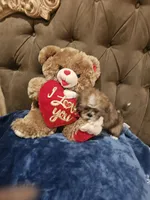 No name , a male Shih Tzu for sale in Adelanto, CA – 8 of 10