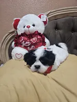 No name , a male Shih Tzu for sale in Adelanto, CA – 4 of 10