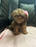 No name, a female Shihpoo for sale in Adelanto, CA – 9 of 10