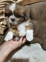 No name, a male Shih Tzu for sale in Adelanto, CA – 2 of 10