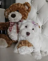 No name, a female Shih Tzu and Poodle - Standard  for sale in Adelanto, CA – 1 of 6