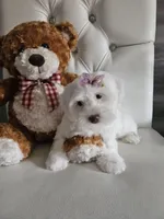 No name, a female Shih Tzu and Poodle - Standard  for sale in Adelanto, CA – 5 of 6