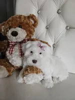 No name, a female Shih Tzu and Poodle - Standard  for sale in Adelanto, CA – 6 of 6
