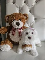 No name, a female Shih Tzu and Poodle - Standard  for sale in Adelanto, CA – 4 of 6