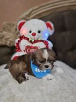 No name, a male Shih Tzu for sale in Adelanto, CA – 9 of 10