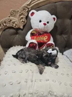 No name, a female Shihpoo and Poodle - Standard  for sale in Adelanto, CA – 5 of 10