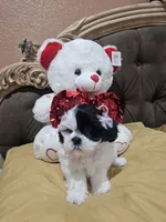 No name , a female Shih Tzu for sale in Adelanto, CA – 2 of 10