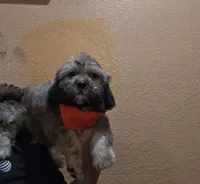 No name, a male Shihpoo for sale in Adelanto, CA – 2 of 10